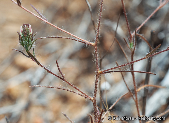 Osmadenia tenella Nutt.的圖片