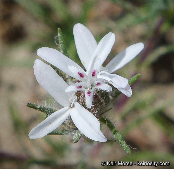 Osmadenia tenella Nutt.的圖片