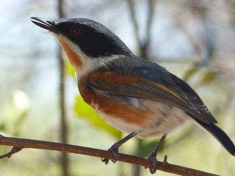 Image of Cape Batis