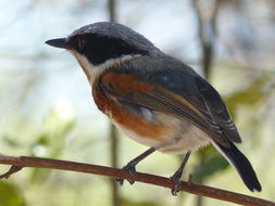 صورة Batis capensis (Linnaeus 1766)