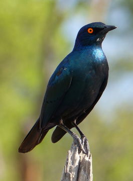 Image of Cape Glossy Starling