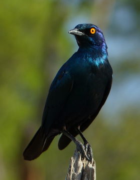 Image of Cape Glossy Starling