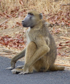 Image of Chacma Baboon