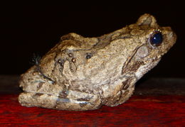 Image of Grey Foam-nest Treefrog