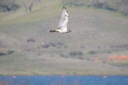 Image of Ferruginous Hawk