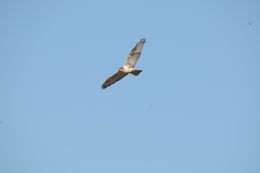 Image of Ferruginous Hawk