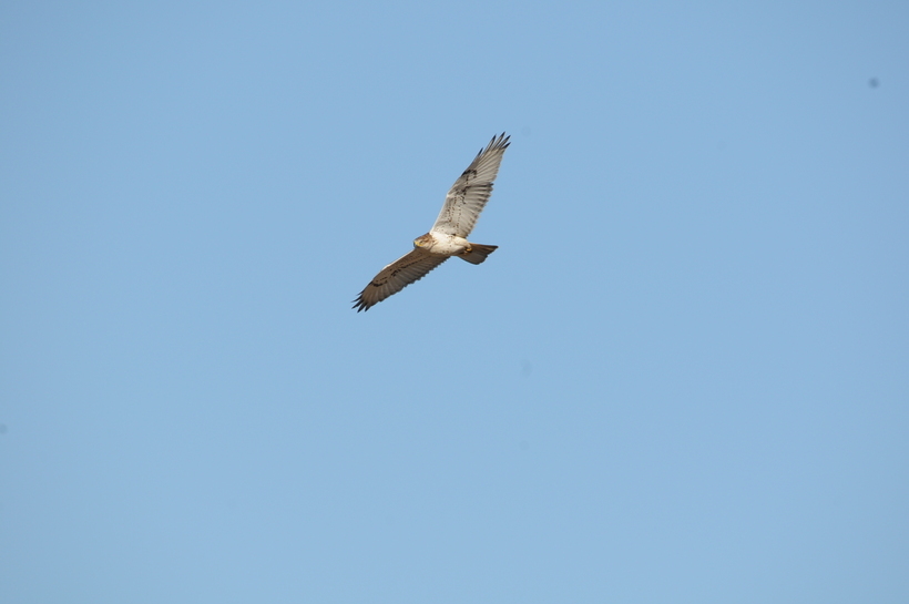 Image of Ferruginous Hawk