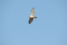 Image of Ferruginous Hawk