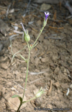 Plancia ëd Allophyllum gilioides subsp. violaceum (A. Heller) A. G. Day