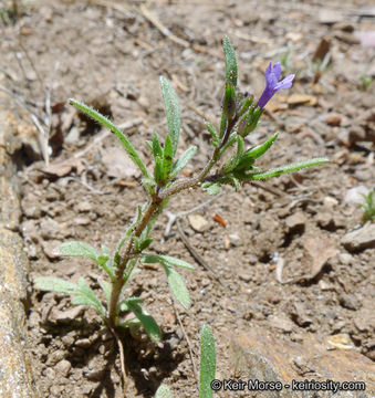 Plancia ëd Allophyllum gilioides subsp. violaceum (A. Heller) A. G. Day