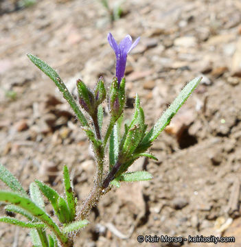 Plancia ëd Allophyllum gilioides subsp. violaceum (A. Heller) A. G. Day