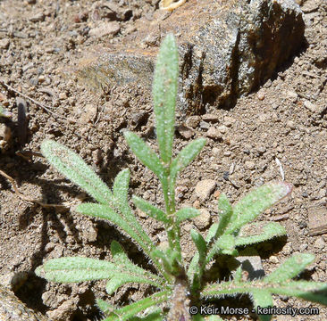 Plancia ëd Allophyllum gilioides subsp. violaceum (A. Heller) A. G. Day