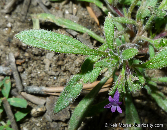 Plancia ëd Allophyllum divaricatum (Nutt.) A. D. & V. E. Grant