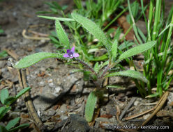 Plancia ëd Allophyllum divaricatum (Nutt.) A. D. & V. E. Grant