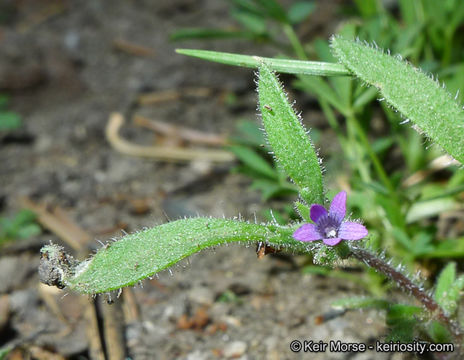 Plancia ëd Allophyllum divaricatum (Nutt.) A. D. & V. E. Grant