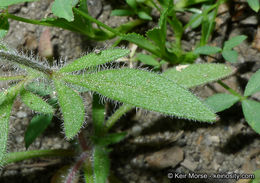 Plancia ëd Allophyllum divaricatum (Nutt.) A. D. & V. E. Grant