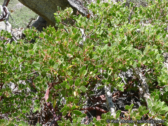 Image of greenleaf manzanita