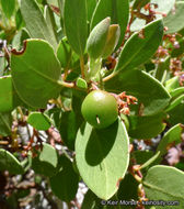 Image de Arctostaphylos patula Greene