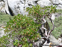 Image of greenleaf manzanita