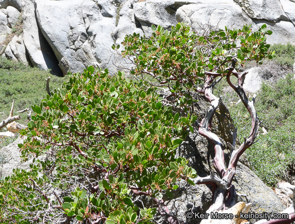 Imagem de Arctostaphylos patula Greene