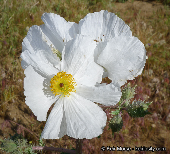 Image of flatbud pricklypoppy