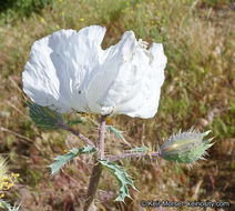 Image of flatbud pricklypoppy