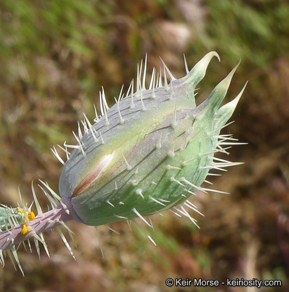 Image of flatbud pricklypoppy