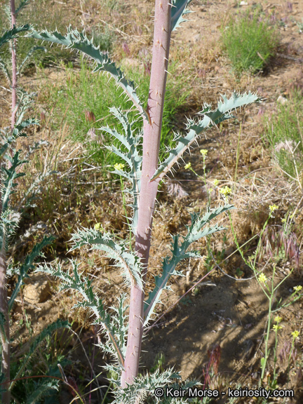 Image of flatbud pricklypoppy