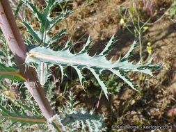 Image of flatbud pricklypoppy