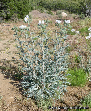 Image of flatbud pricklypoppy