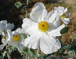 Image of flatbud pricklypoppy