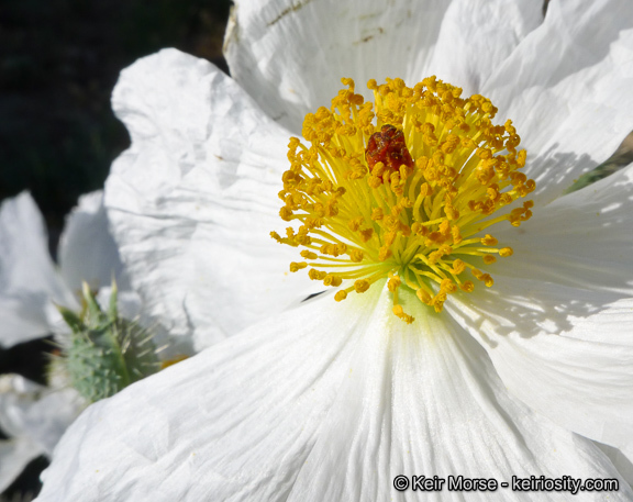 Image of flatbud pricklypoppy