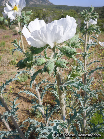 Image of flatbud pricklypoppy