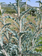 Image of flatbud pricklypoppy