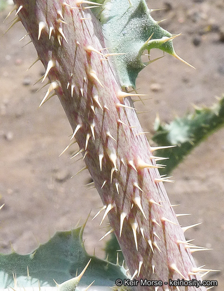 Image of flatbud pricklypoppy