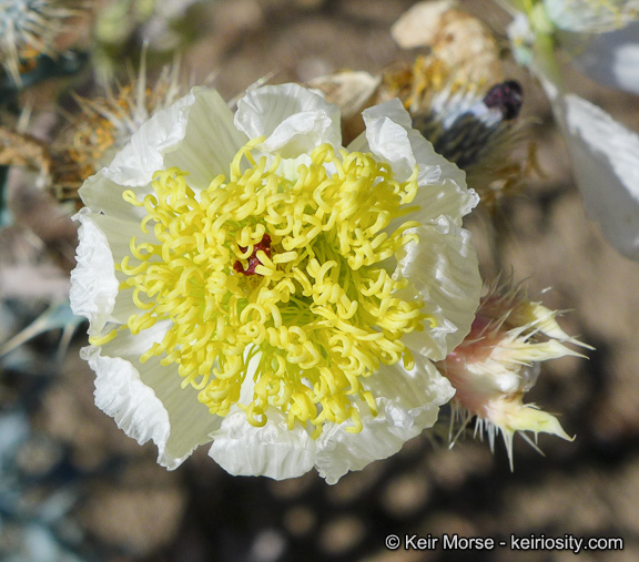 Image of flatbud pricklypoppy