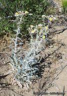 Image of flatbud pricklypoppy