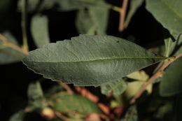 Myrica hartwegii S. Wats. resmi