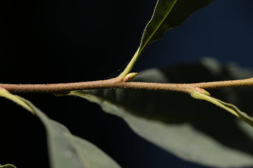 Myrica hartwegii S. Wats. resmi