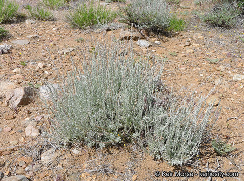 Image of black sagebrush