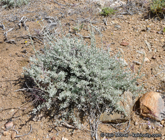 Image of black sagebrush