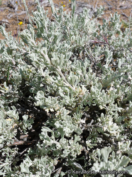 Image of black sagebrush