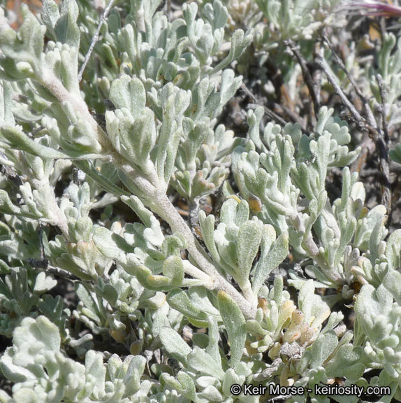 Image of black sagebrush