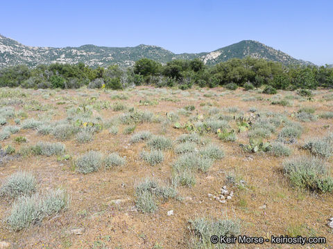 Image of black sagebrush