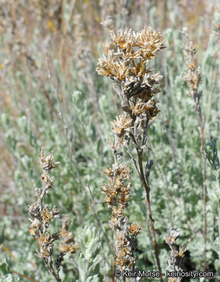 Image of black sagebrush