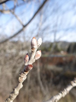 Image of White Poplar