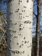 Image of White Poplar