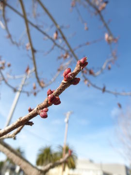 Image of Red Maple