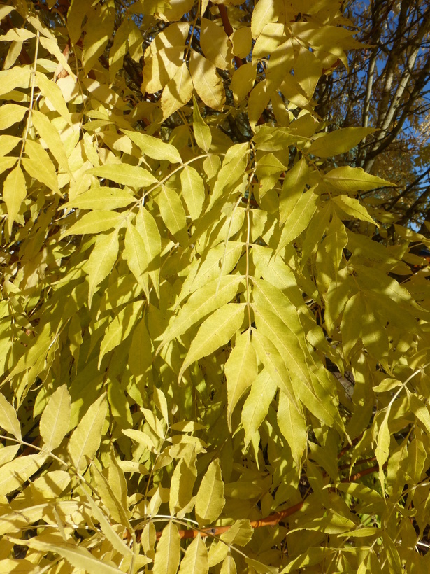 Image of European ash