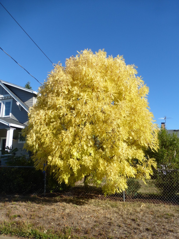 Image of European ash